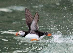 Puffin seen from puffin cruise Flamborough Bempton Cliffs