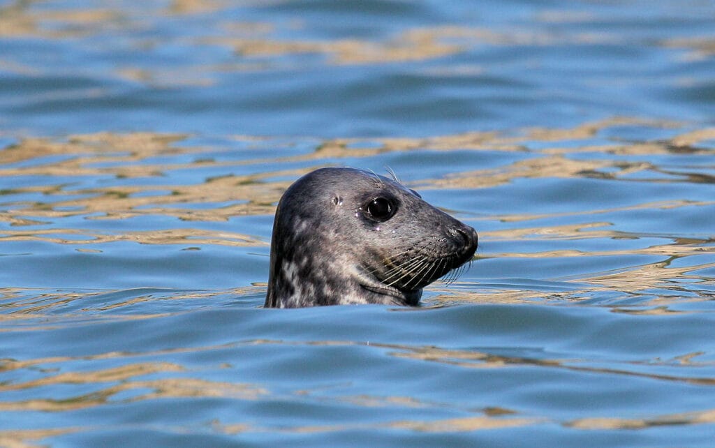 Seal off Flamborough Head by Sal Cooke