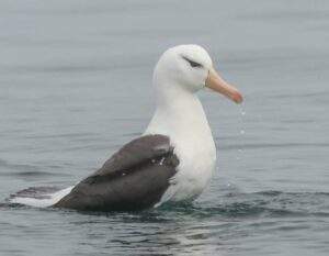 Albatross at Bempton Cliffs