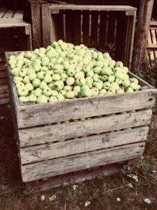 Apples from the garden