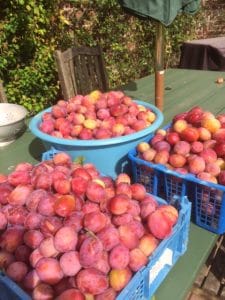 Plum harvest