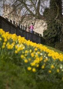 DAFFODILS ON YORK CITY WALLS
