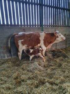 Heritage Escapes. Mum and calf in the barn