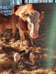 Mother and Baby cow and calf in our barn at Field Housee