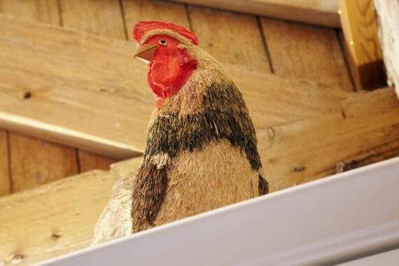 Field House The Roost Chicken in rafters