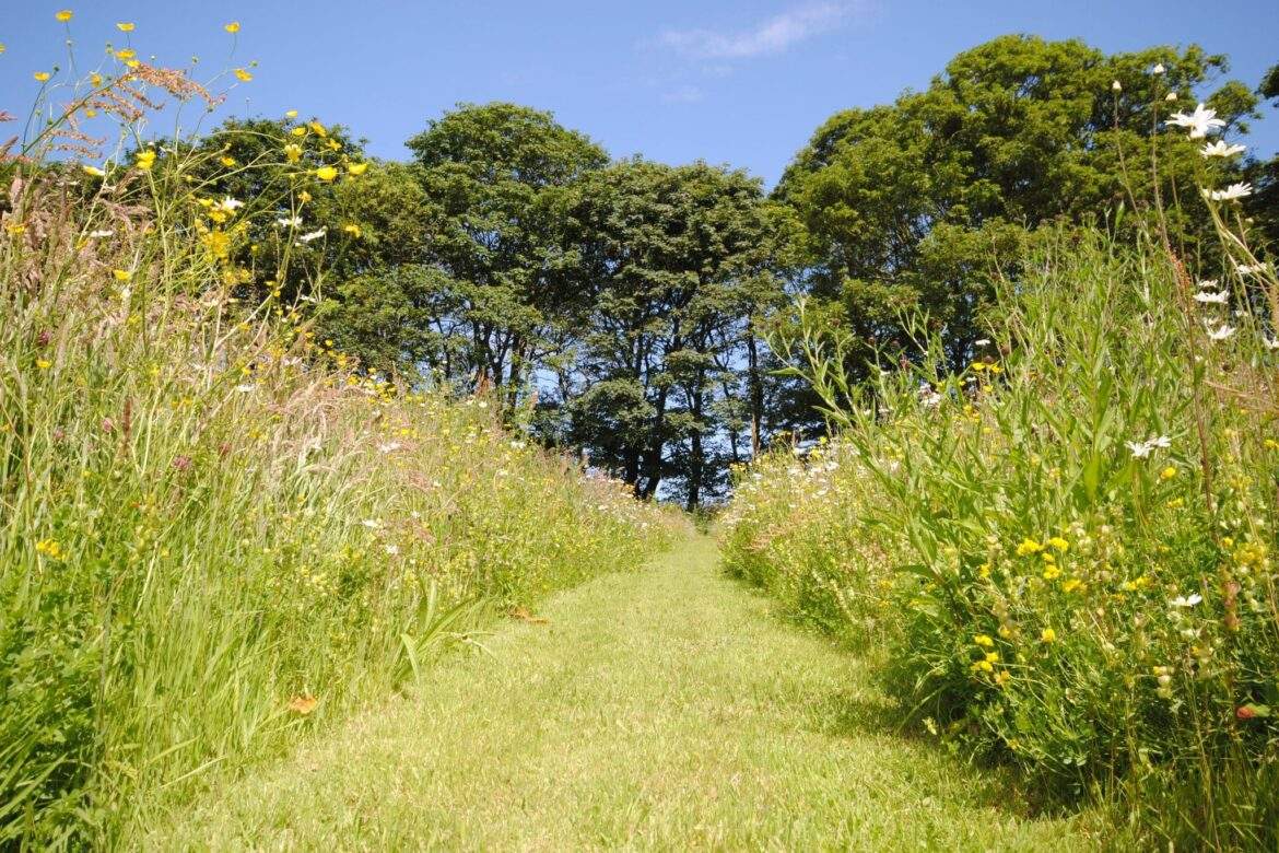 High Barn wildflower meadow