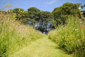 Image of wildflower meadow at High Barn