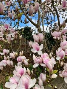 Magnolia blossom at Burton Agnes Hall this Spring