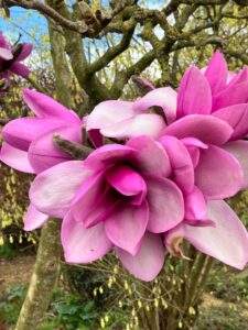 Magnolia blossom at Burton Agnes Hall this Spring