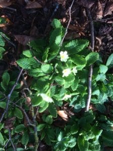 primroses in woodland