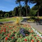 Sewerby Park monkeypuzzles