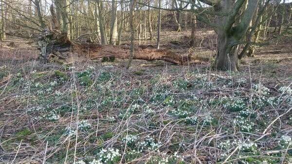 Our favourite snowdrop walks