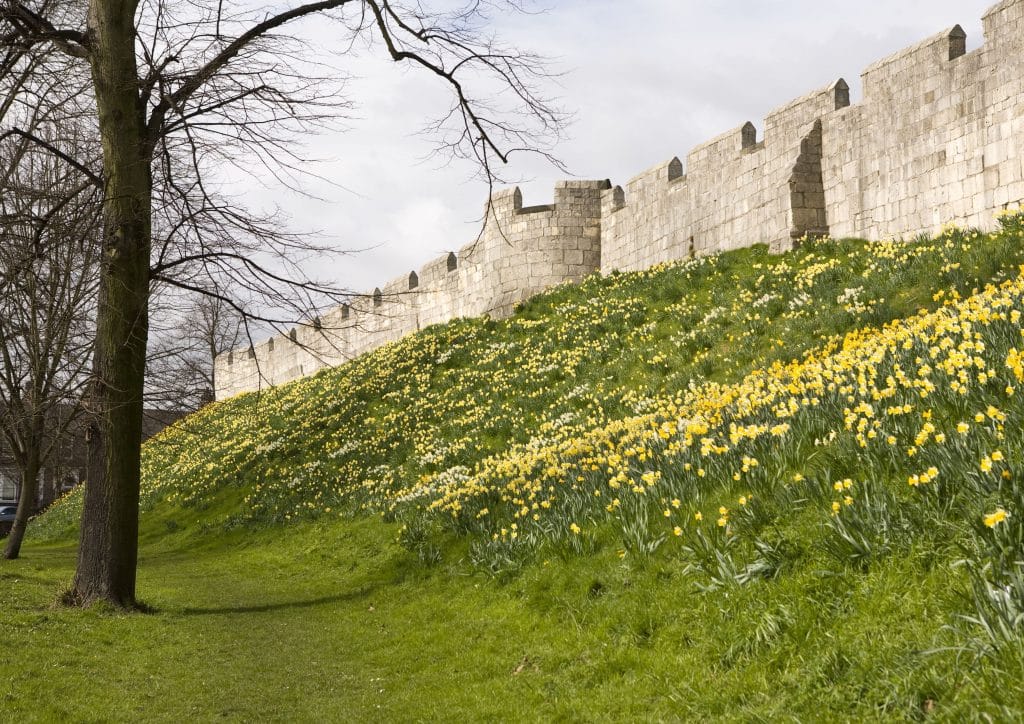 Daffodils at Easter on the ramparts of York walls