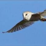 High Barn Barn Owl in flight
