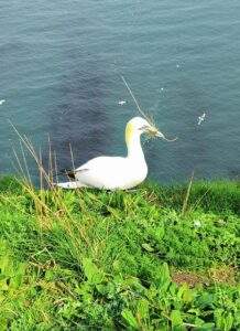 Gannet nesting at Bempton cliffs