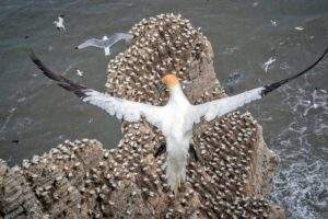 Bempton Cliffs Gannet in flight by Sal Cooke
