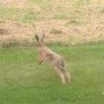 Wildlife hare near the cottages