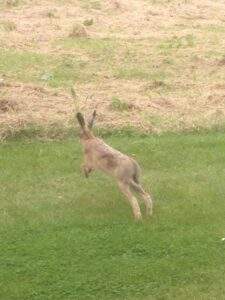 Wildlife hare near the cottages