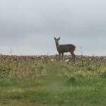 Wildlife. high barn deer at hayloft