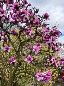 Magnolia tree Burton Agnes Hall