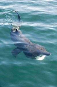 Wildlife. shark off Flamborough Head