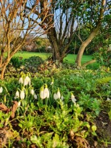 Snowdrops